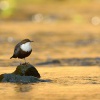 Skorec vodní - Cinclus cinclus - White-throated Dipper 6760